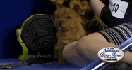 national dog show 2018 GIF by NBC