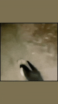 Aryan86666 animrrr GIF