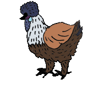 Silkies Seidenhuhn Sticker