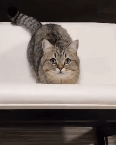 cat GIF
