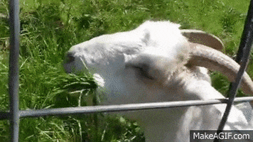 eat GIF