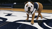 Happy Butler Bulldogs GIF by Butler University