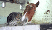 cat horse GIF