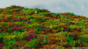 symmetryinchaos blender #b3d #surealism #wave #loop GIF