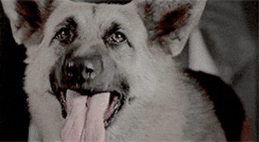 Barking Quentin Tarantino GIF
