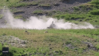 Bison Enjoys Rolling in Dirt at Yellowstone National Park