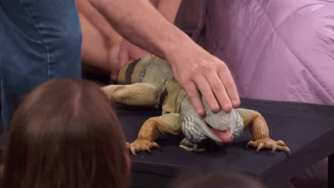 GIF by truTV’s The Chris Gethard Show