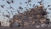 pigeon GIF