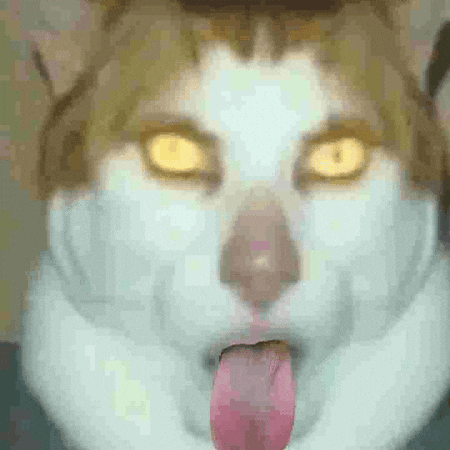 Cat Tounge GIF