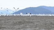 snow migration GIF