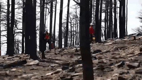 allisonsylte giphyupload GIF