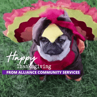 GIF by Alliance Community Services