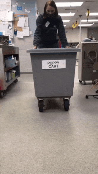 primulax giphyupload GIF