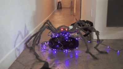 cat spider GIF