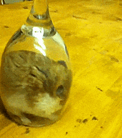 Cabin Fever Hamster GIF