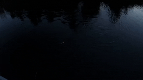 nicklindner giphyupload GIF