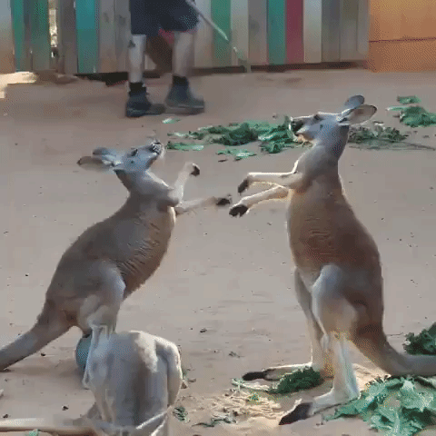 Two Kangaroos Tussle at San Antonio Zoo