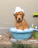 Pouting Dog Is Thoroughly Unimpressed With Her Bubble Bath