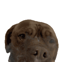 Turner And Hooch Sticker by Disney+