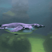 sandiegozoo cute animals nature bird GIF