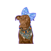 Tucson Sticker by JSRanchDogDesigns