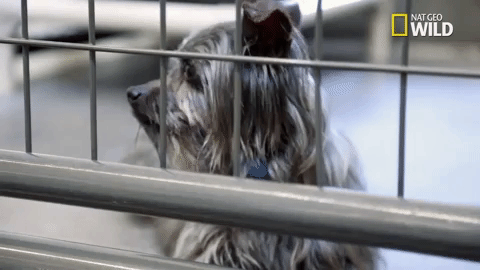 doggie winter wonderland pupparazzi GIF by Nat Geo Wild