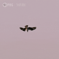 Pbs Nature Bird GIF by Nature on PBS