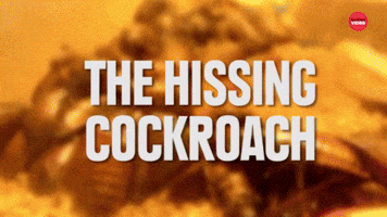 7 Weirdly Awesome Pets You Can Own