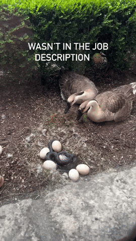 cuteanimalland giphyupload GIF