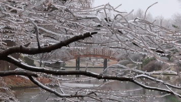 Ice Storm Glazes Missouri Botanical Gardens