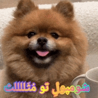 Dog Puppy GIF