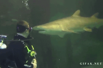 scared great white shark GIF