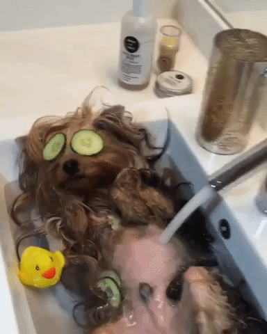 Pampered Pooch Enjoys Luxurious Bath
