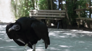 Dallas Zoo's Black Vulture Goes on Enrichment Stroll Through Park