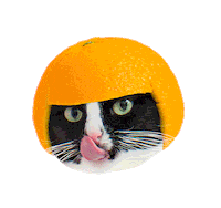 cat Sticker