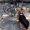 Dog Corgi GIF
