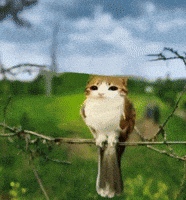 Brainrot GIF