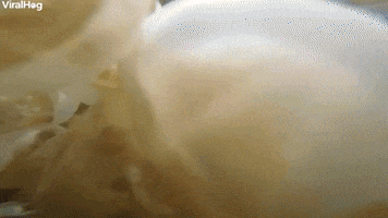 Jellyfish GIF by ViralHog
