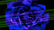 Red Rose Art GIF by Elvis Costello