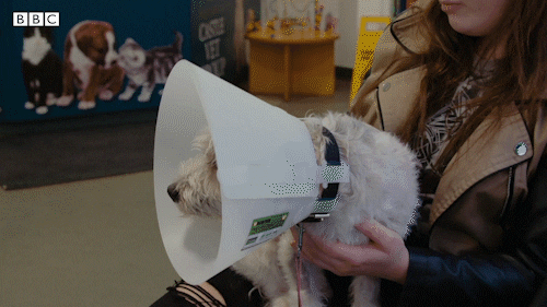 Bbc Two Pets GIF by BBC