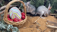 Australian Zoo Animals Enjoy Easter-Themed Treats
