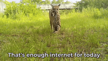 Too Much Mom GIF by U.S. Fish and Wildlife Service