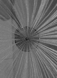 psycho loop GIF