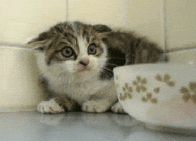 scared cat GIF