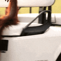 Ryder Cup Baby GIF