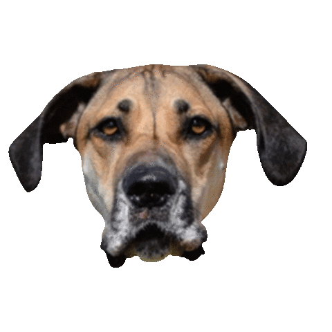 great dane dog Sticker by DopeDog