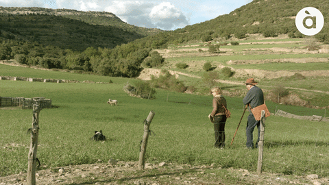 APuntMedia giphyupload perro pastor a punt GIF