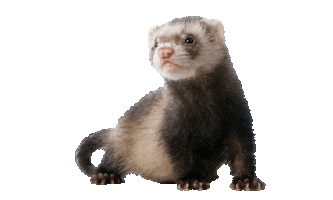 Guinea Pig Love Sticker