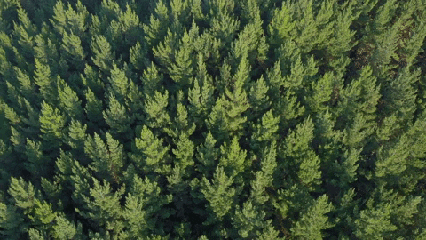 Trees GIF by Dialight Corporation