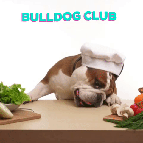 bulldog_club giphygifmaker dog vegan comida GIF